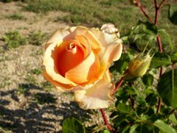 /album/foto-tsvetochnyj-mir/roza-i-buton-jpg/